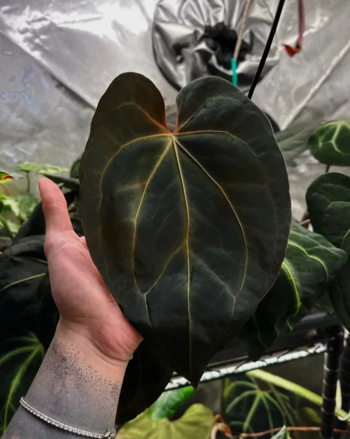 I would like some milk from the milk man's wife's tits